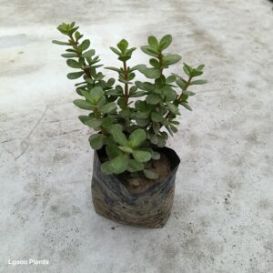 Jade Plant Puna Variety – 5 Inch Poly Bag