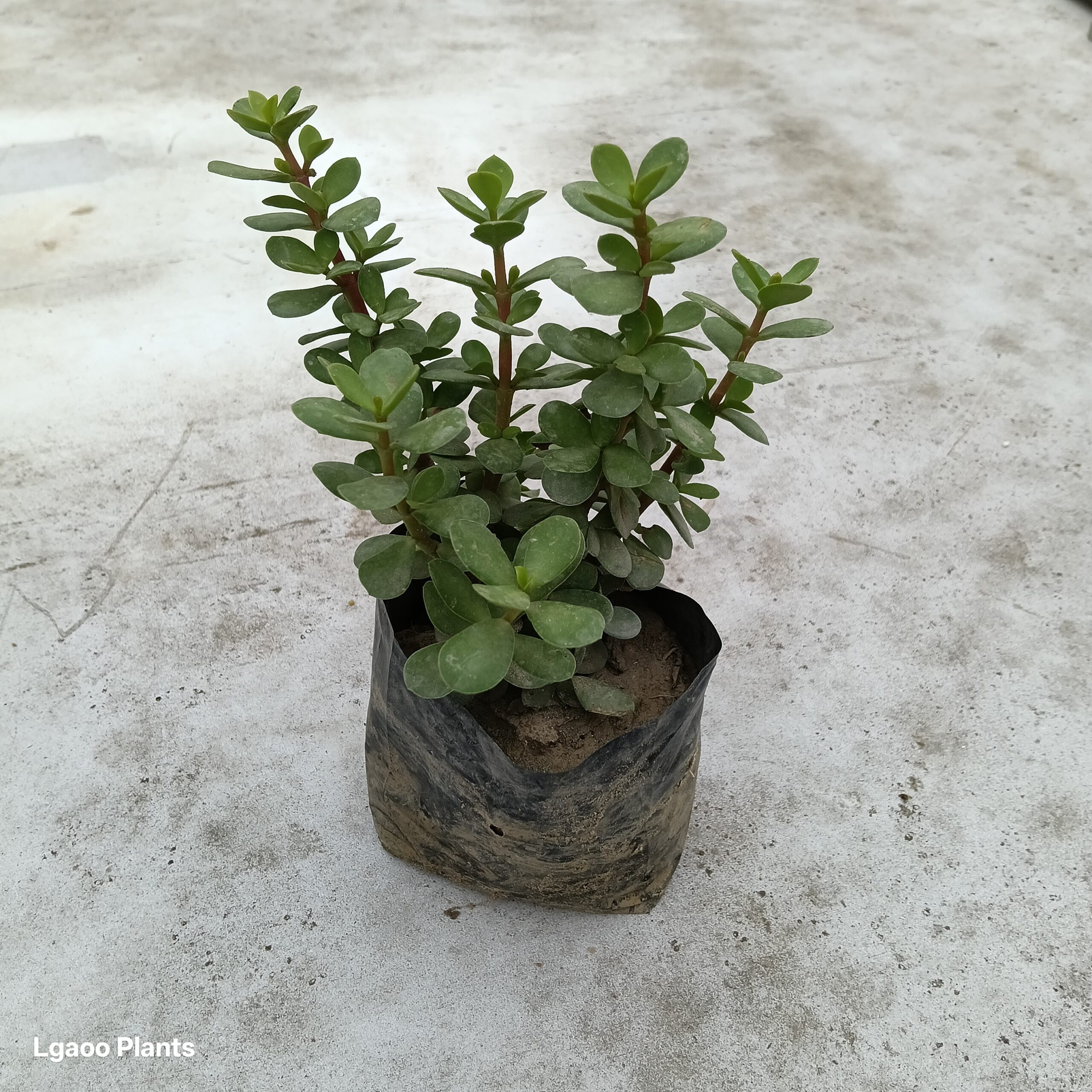 Jade Plant Puna Variety - 5 Inch Poly Bag