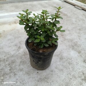 Jade Plant -In 6 inch pot