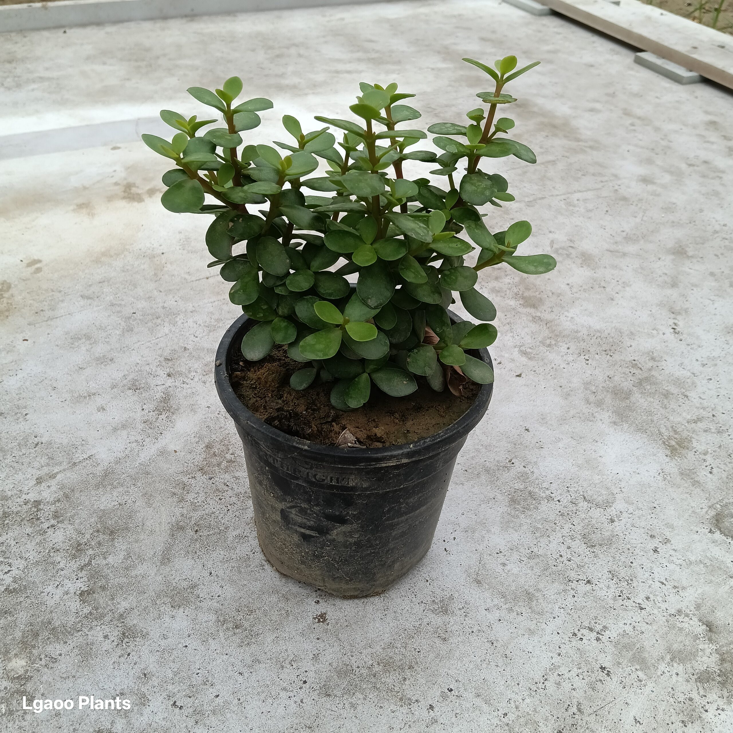 Jade Plant -In 6 inch pot