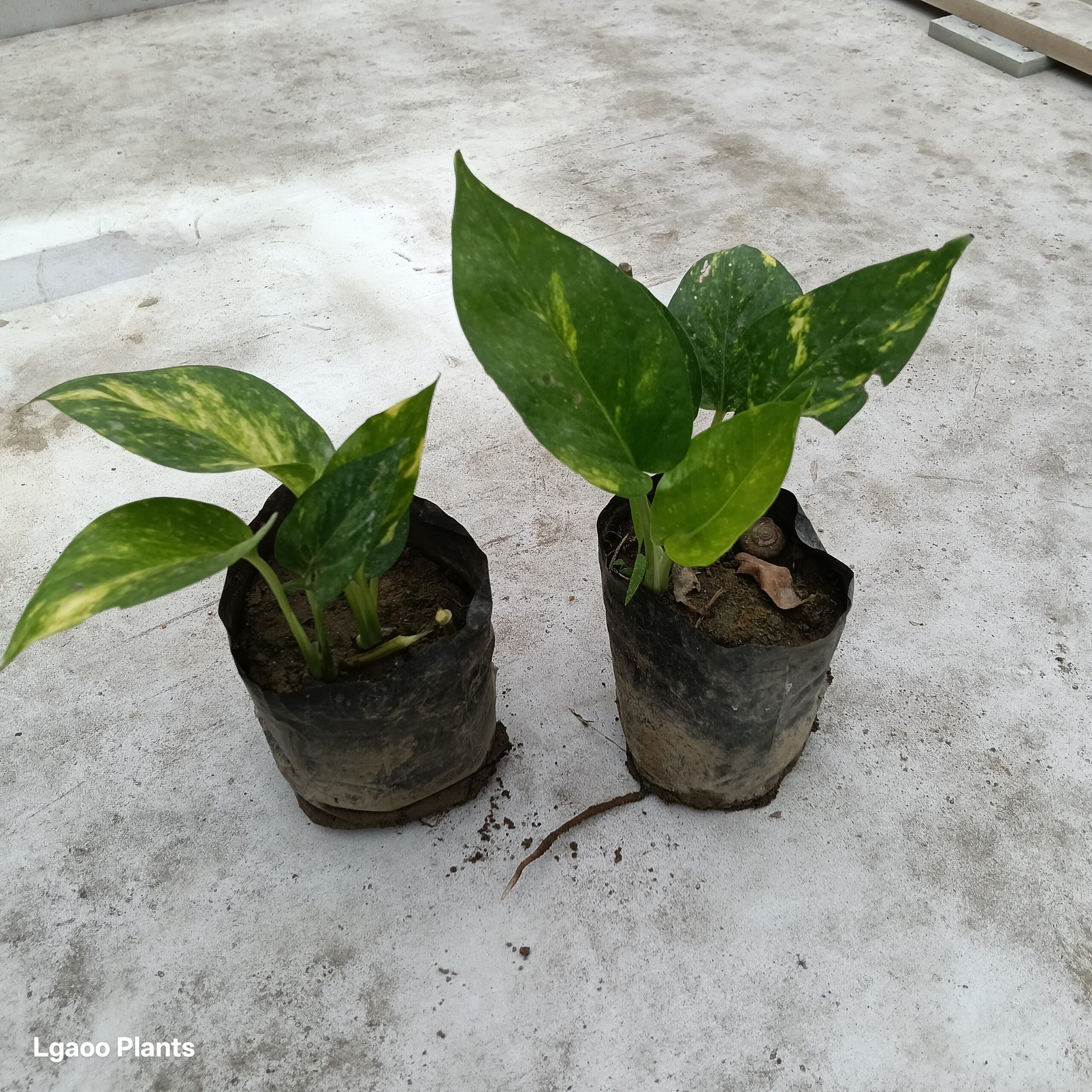 Money Plant