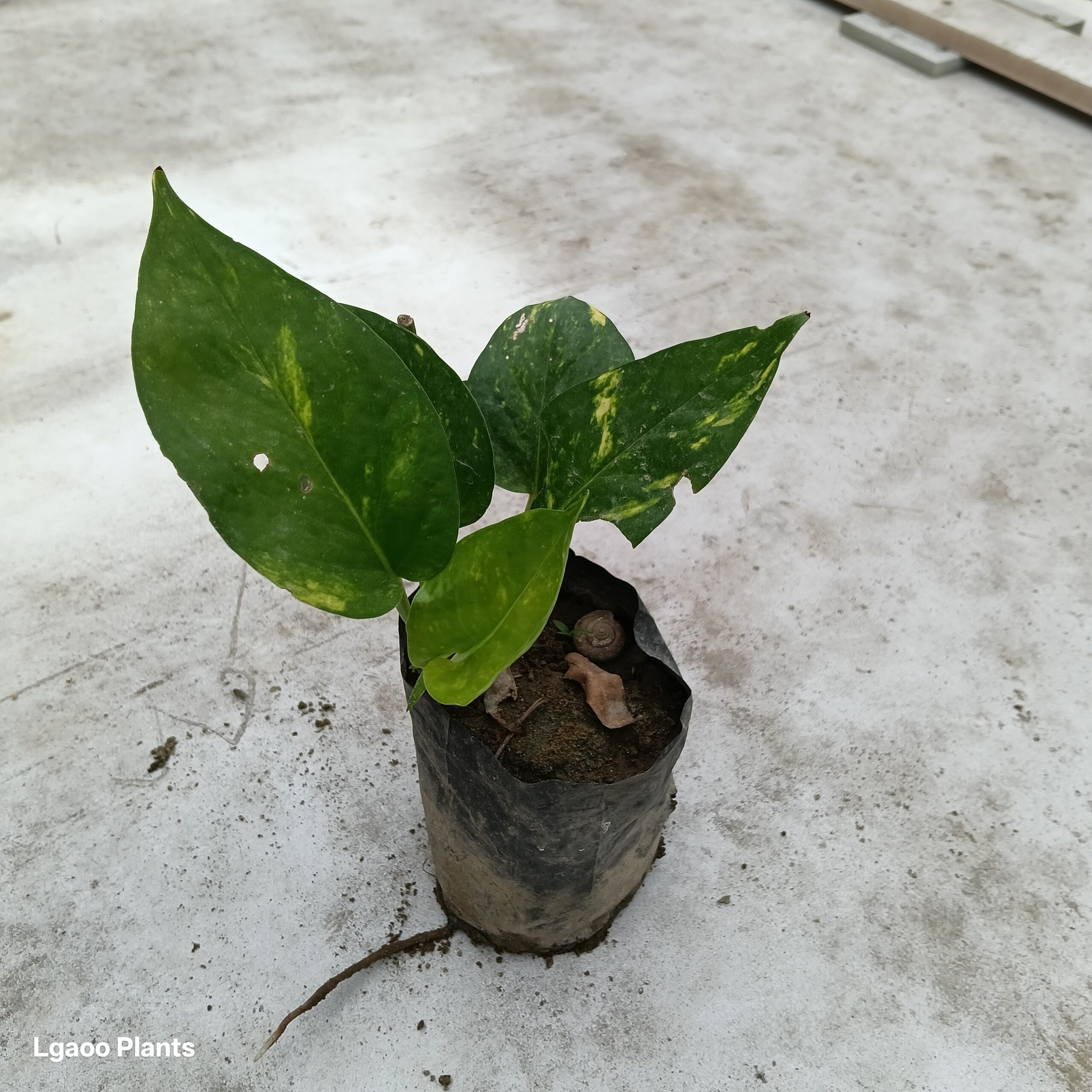Money Plant Green ( set of 2 ) - 6 inch poly bag