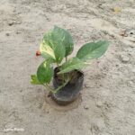 money plant