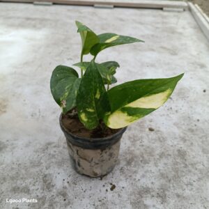 Money Plant Green – 4 Inch Pot