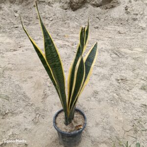 snake plant