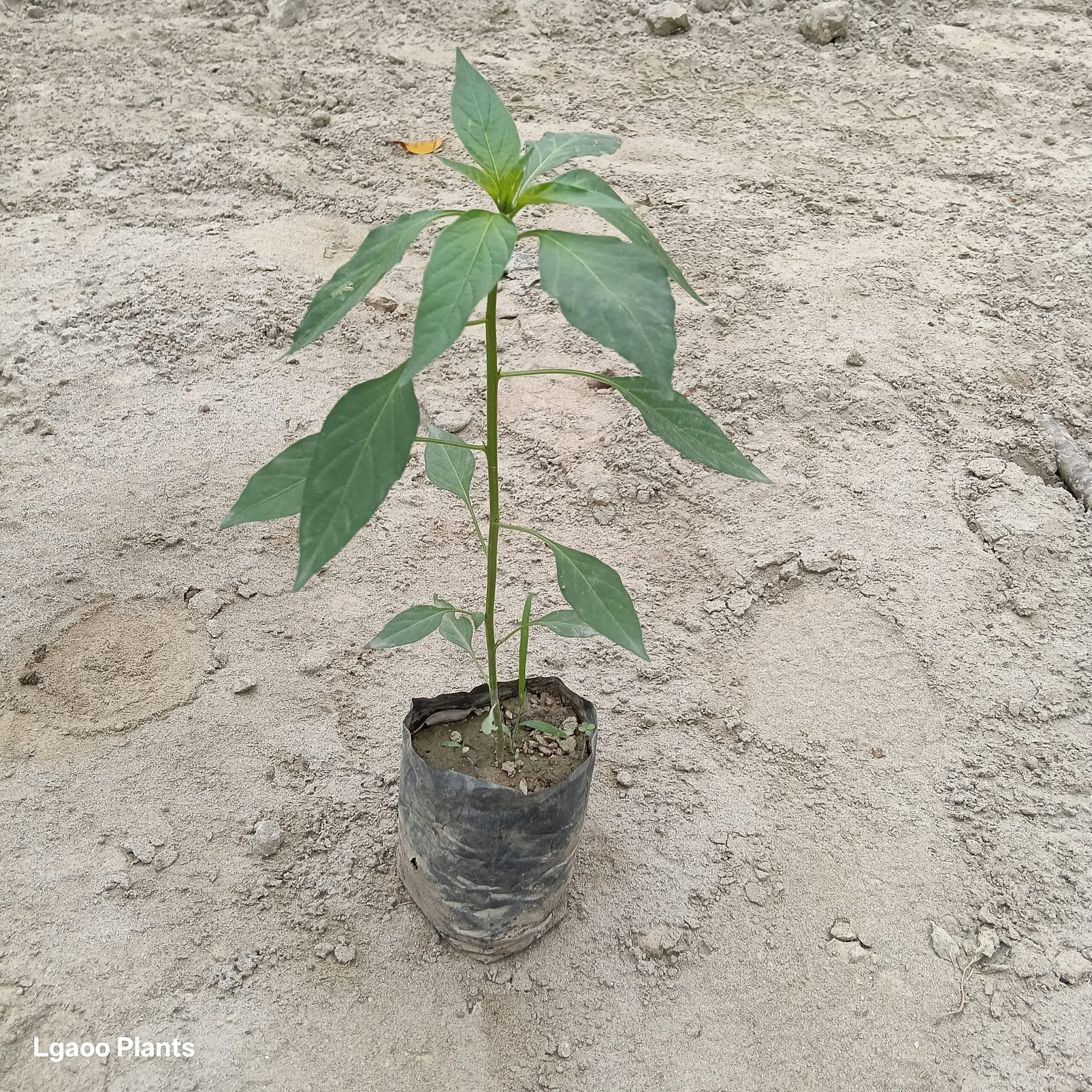 Green Chilli Plant | Mirch Plant - In Nursery Bag