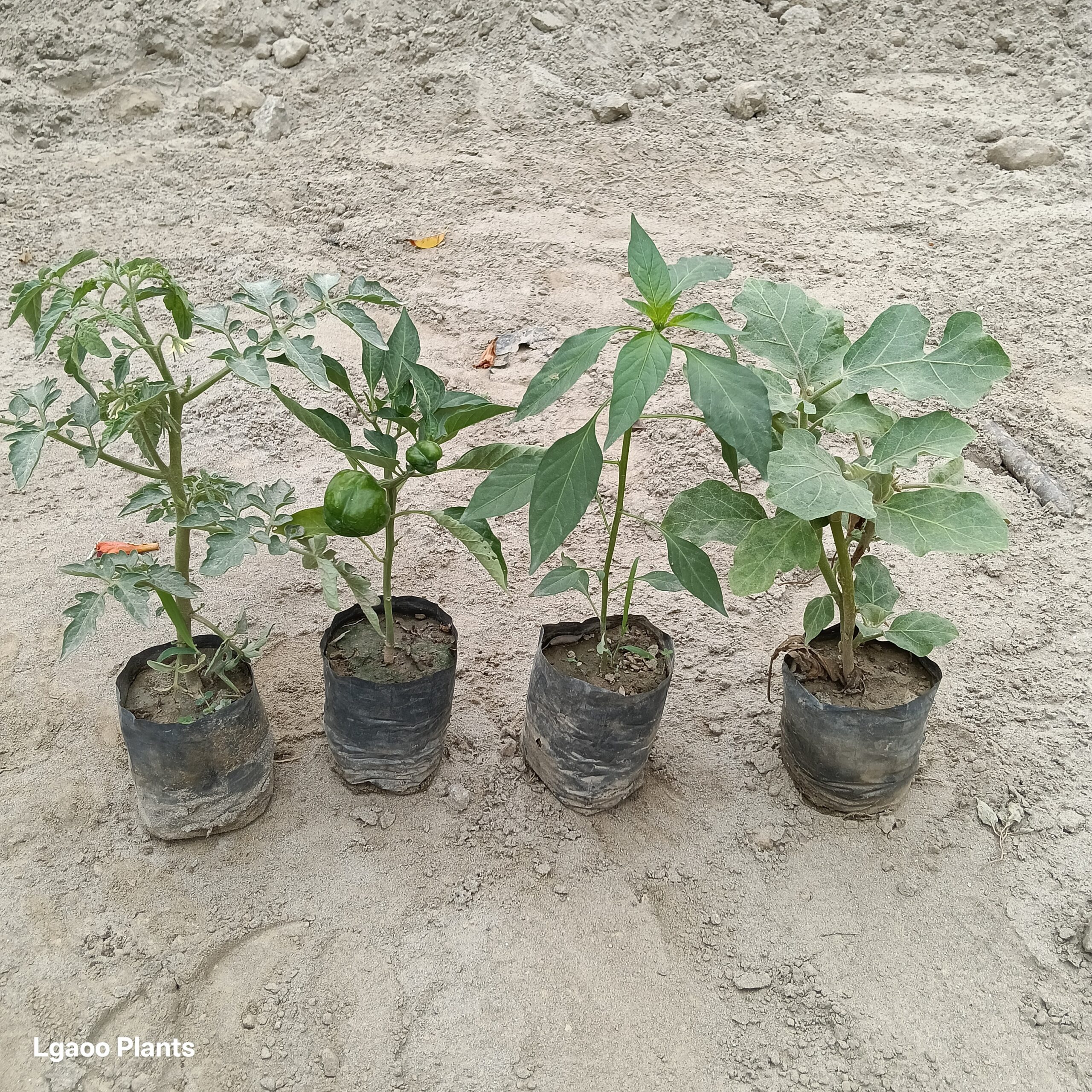 Vegetable Plants ( set of 4 plant ) - in nursery bag