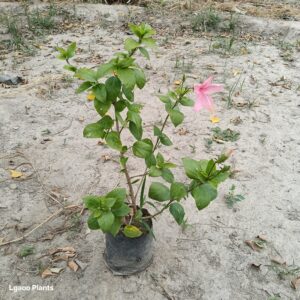 Habiscus Pink Flower ( Desi Gudhal ) – In 8 Inch Poly Bag