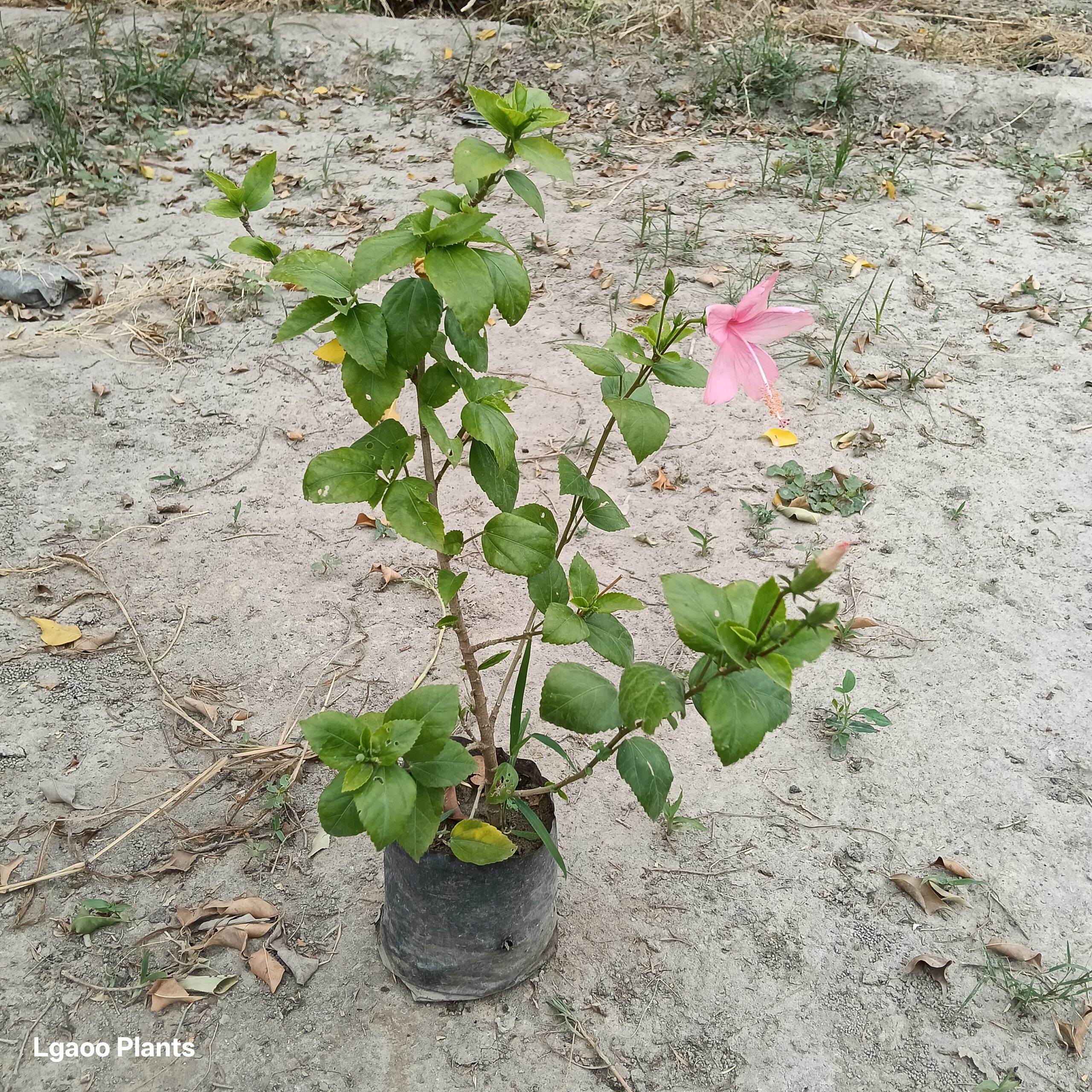 Habiscus Pink Flower ( Desi Gudhal ) - In 8 Inch Poly Bag