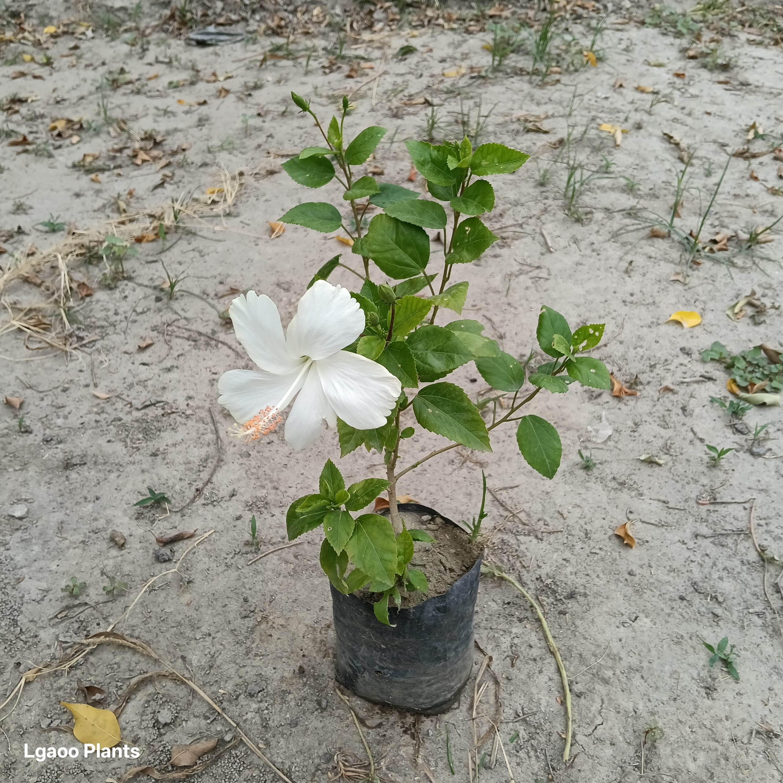 Habiscus White Flower ( Desi Gudhal ) - In 8 Inch Poly Bag