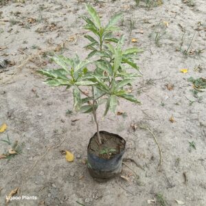 Habiscus plant – in 8 inch poly bag