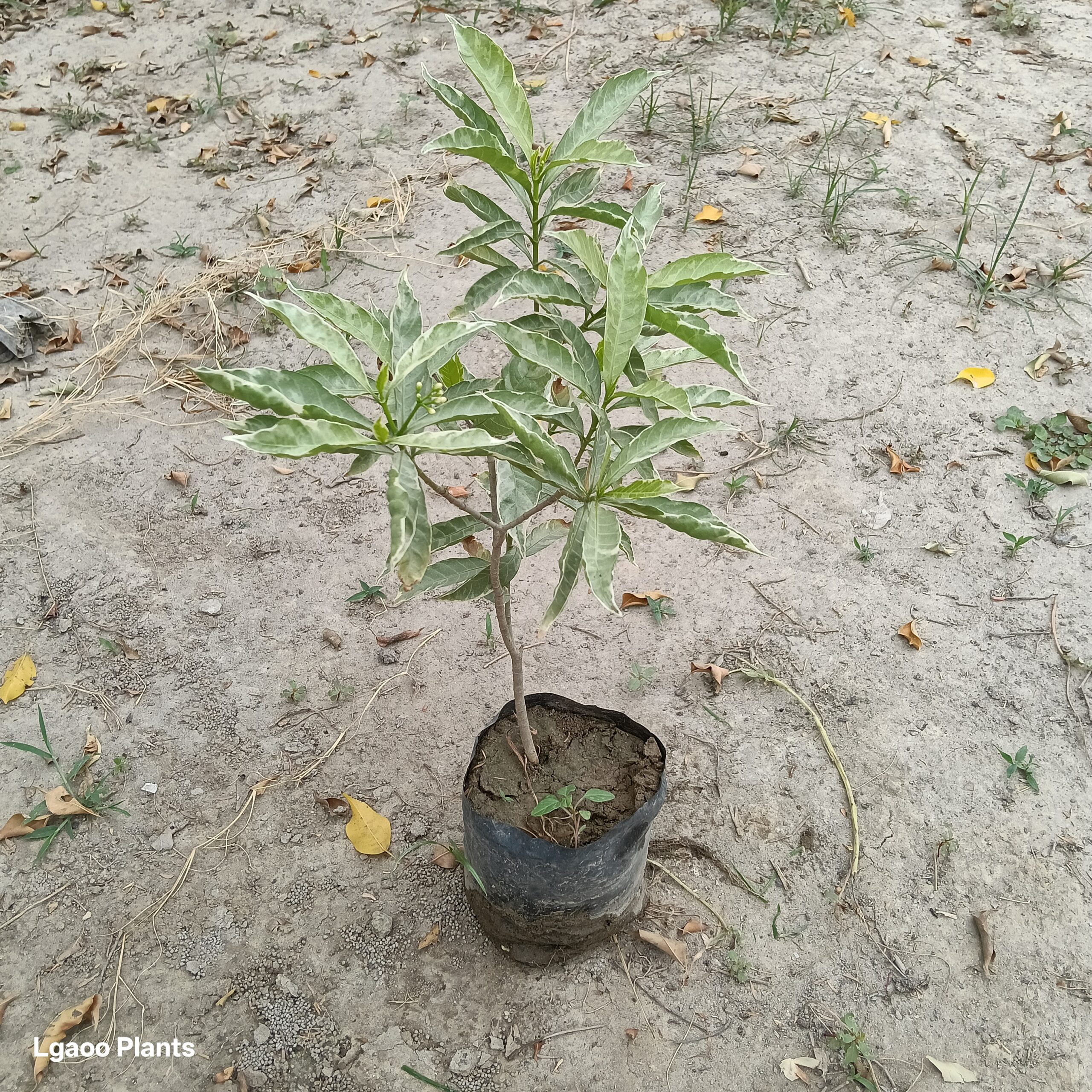 Habiscus plant - in 8 inch poly bag