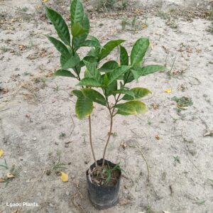 chandni double Plant | in 8 Inch poly bag
