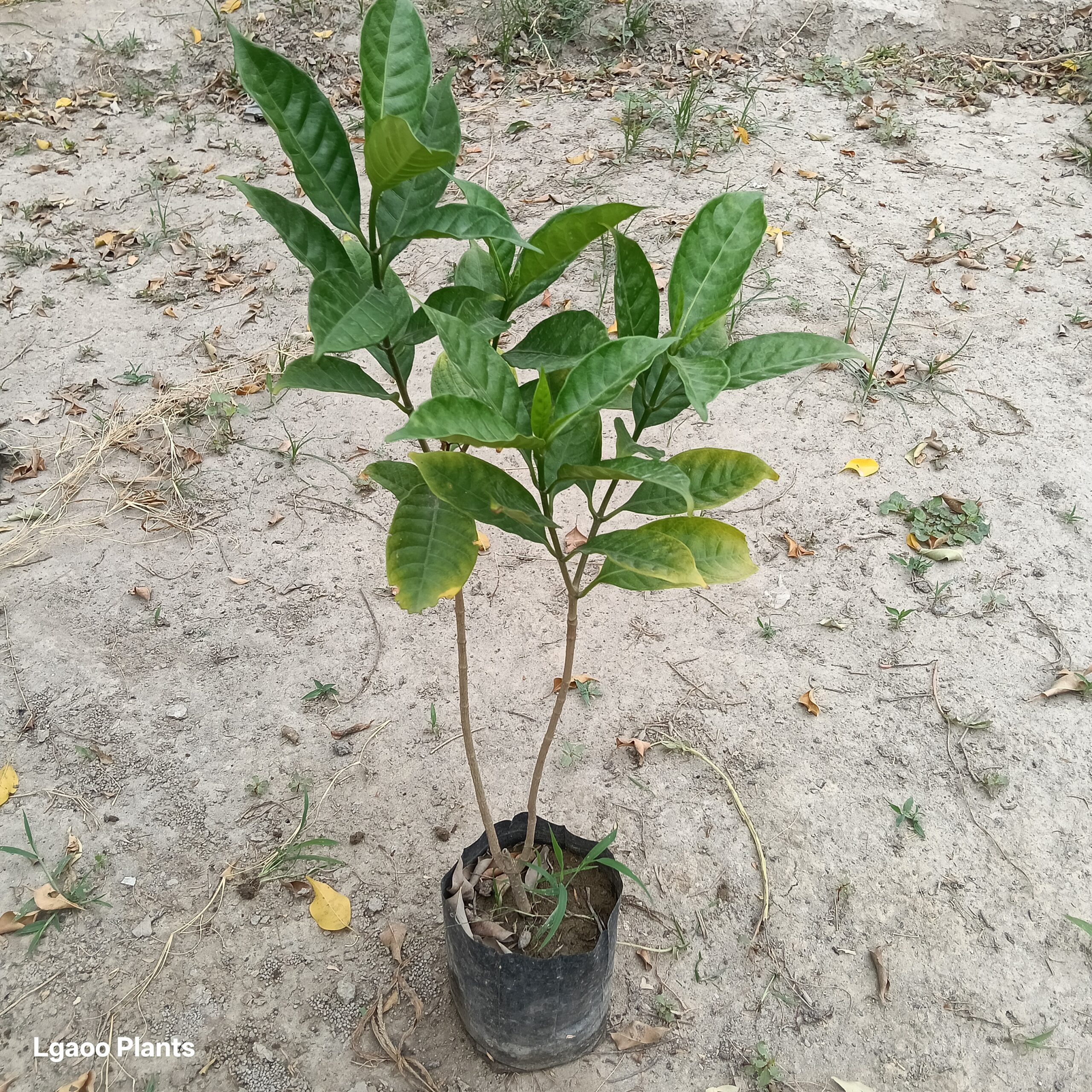 chandni double Plant | in 8 Inch poly bag