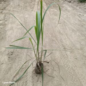 Lemon grass | in 5 inch poly bag