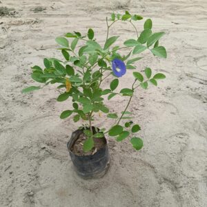 Aprajita Blue – 5 Inch Poly Bag
