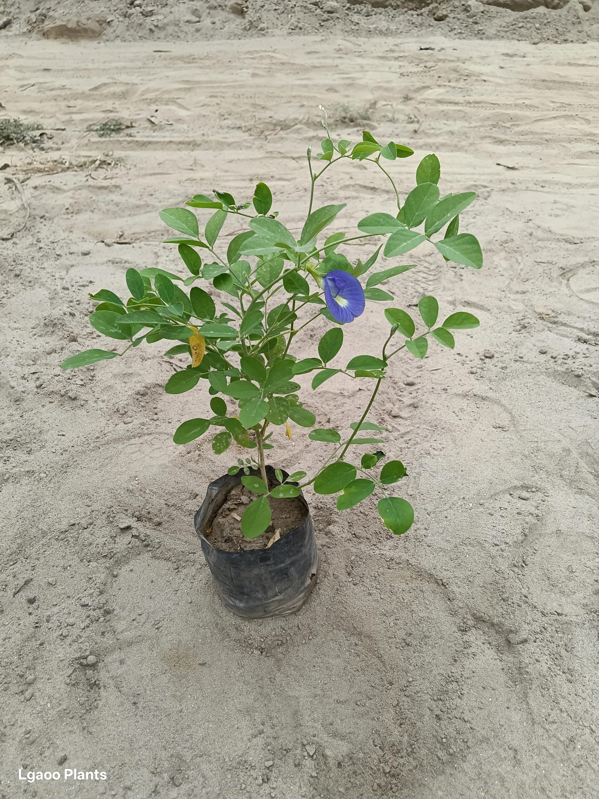 Aprajita Blue - 5 Inch Poly Bag