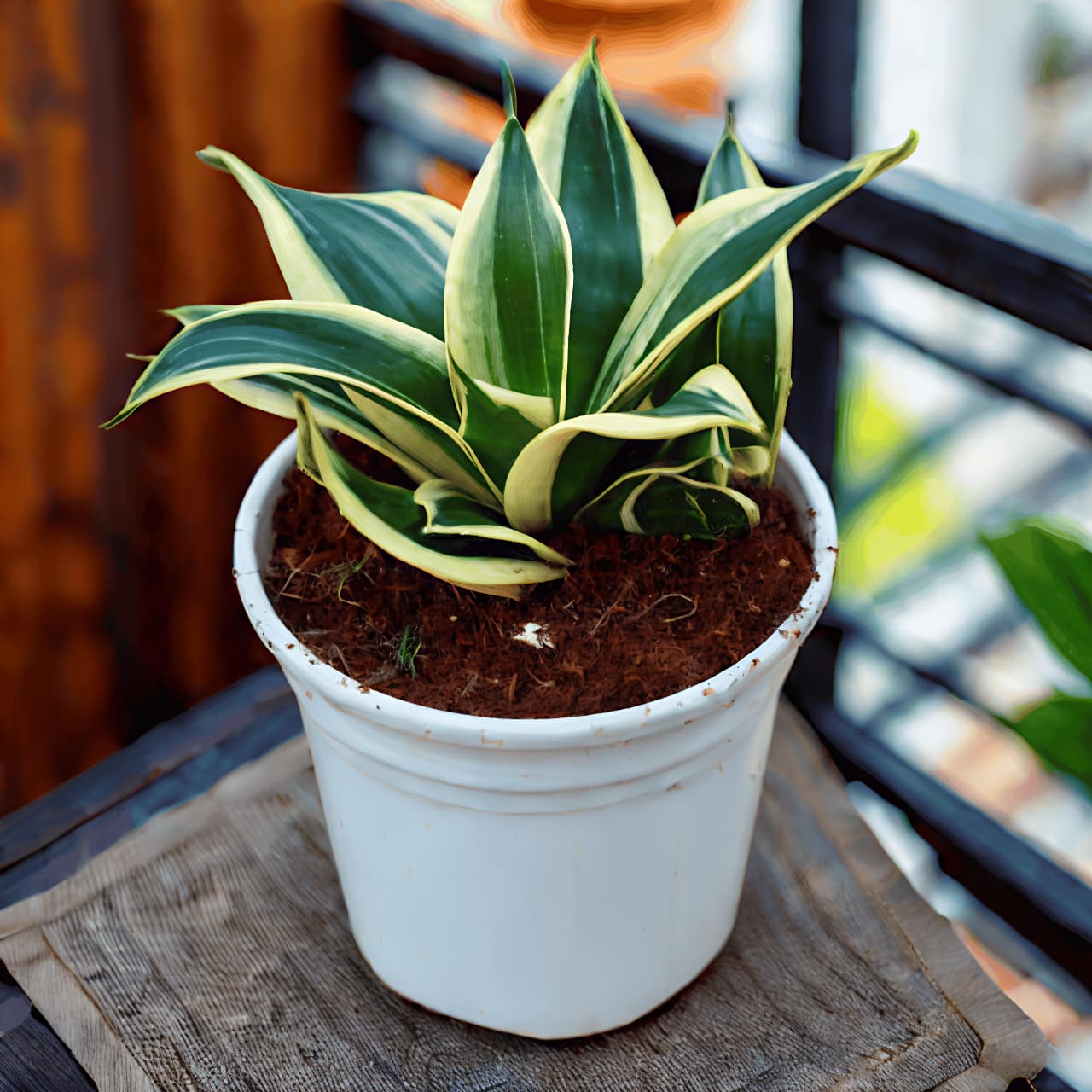 Sansevieria / dwarf snake plant in 4 inch pot
