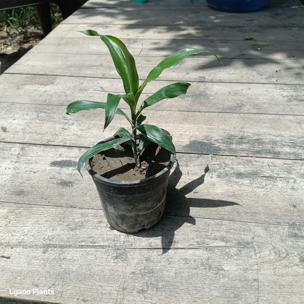 Green son of india plant , in 4 inch black pot