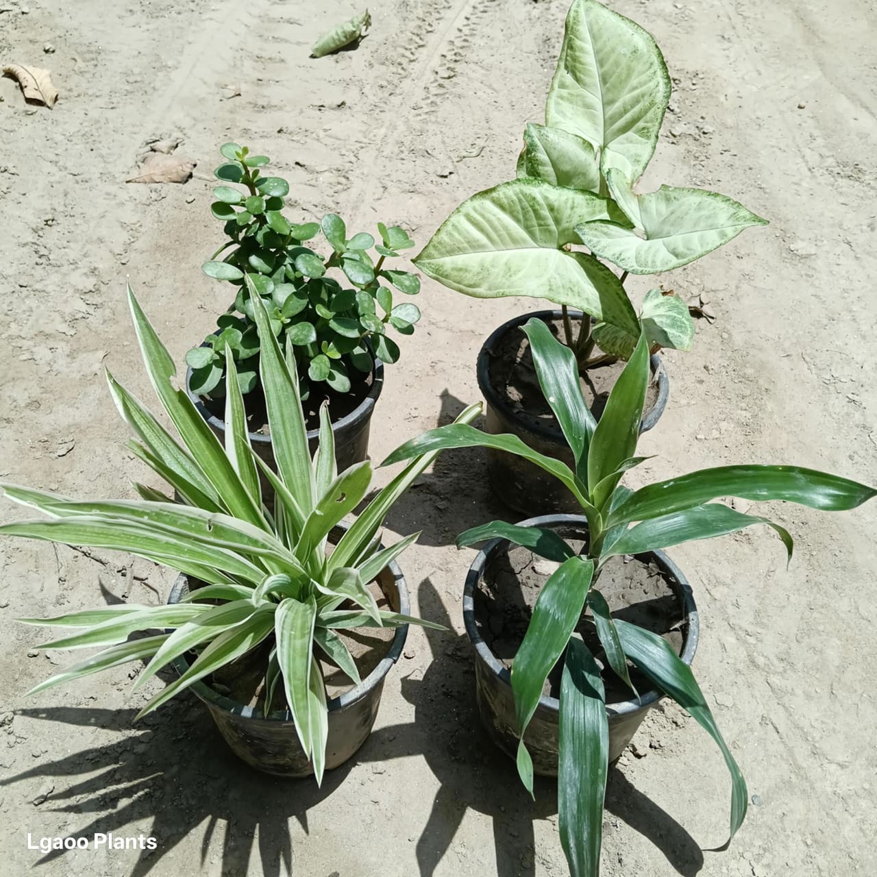 Indoor plants | set of 4 plant