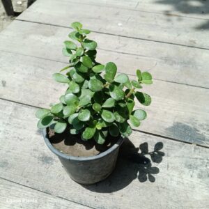 Big leaf jade plant |Puna variety | in 4 inch black pot