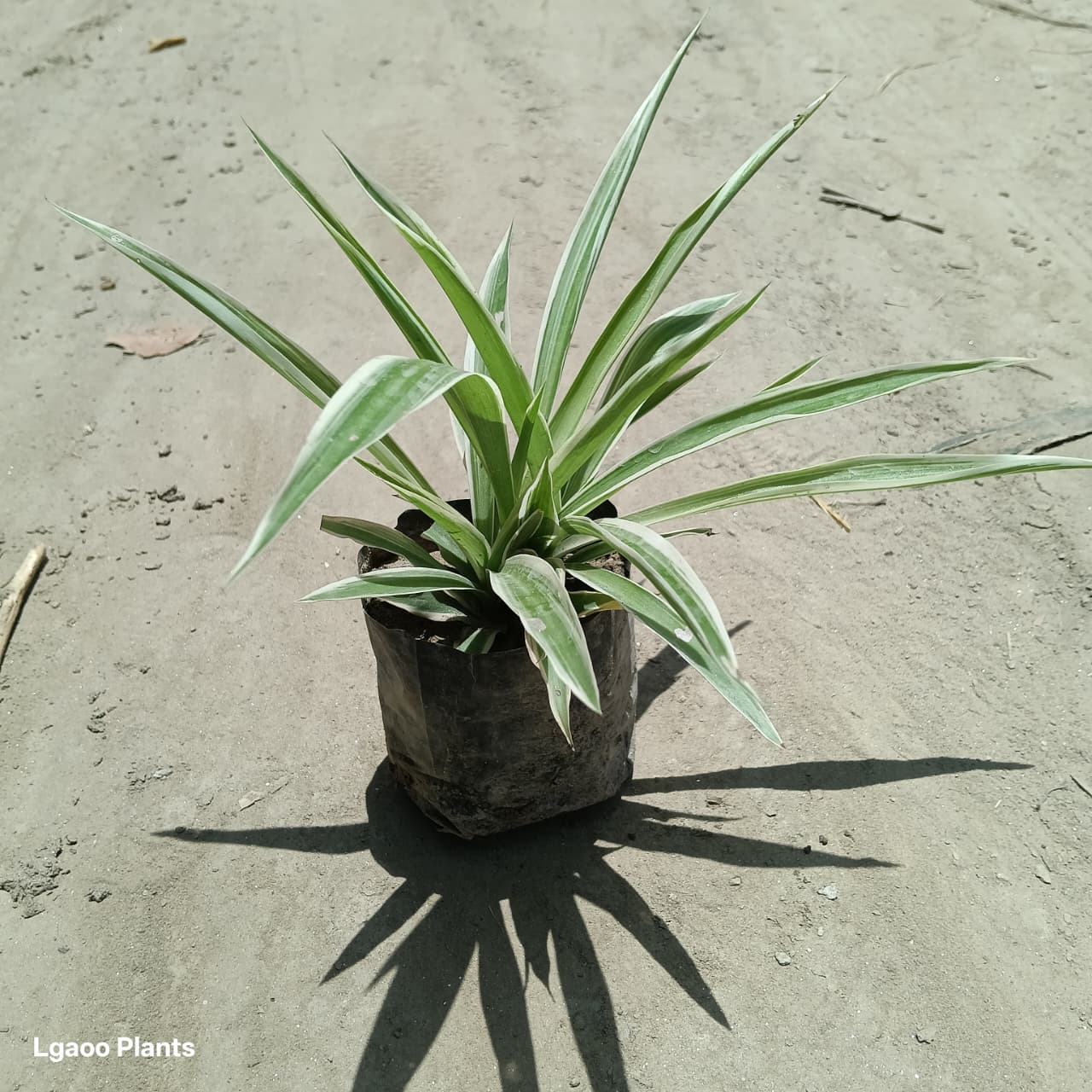 Chlorophytum Spider Plant | Medium