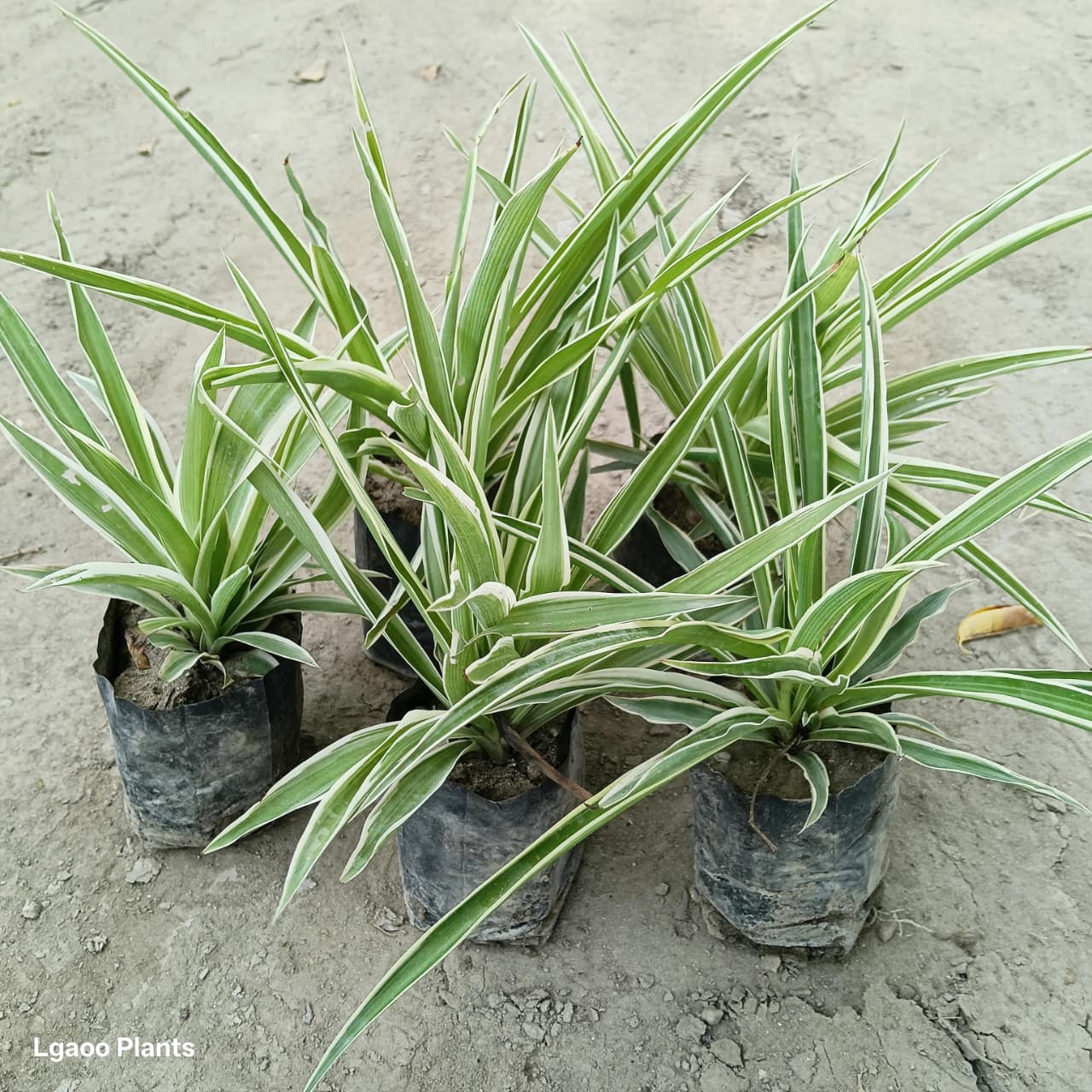 Spider Plant | Set Of 5 Plant