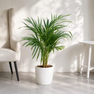 Areca Palm (2-2.5 fit) In 10 Inch Fibre Pot