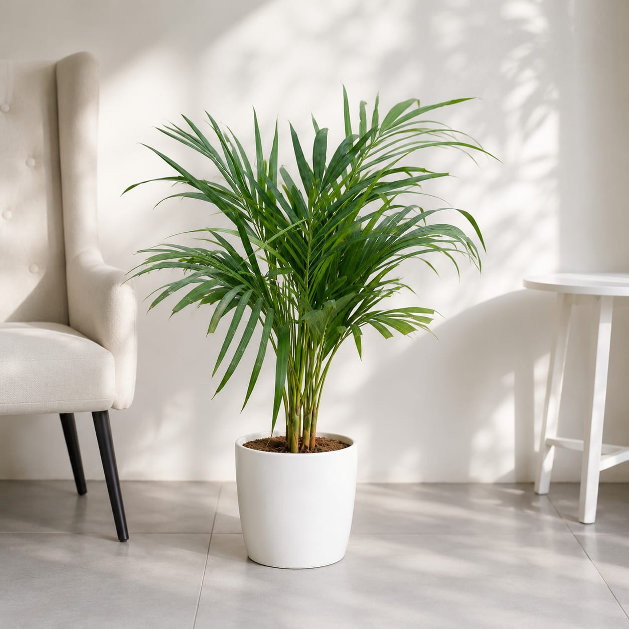 Areca Palm (2-2.5 fit) In 10 Inch Fibre Pot