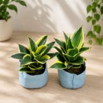 snake plant