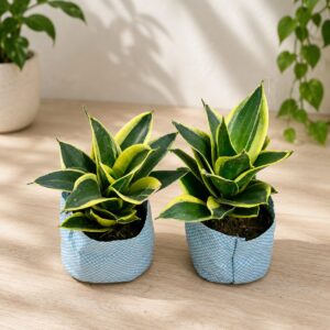 snake plant