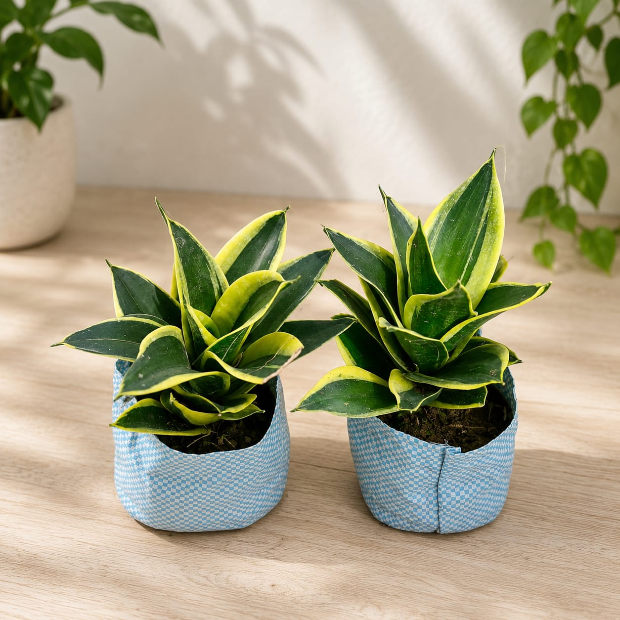 snake plant