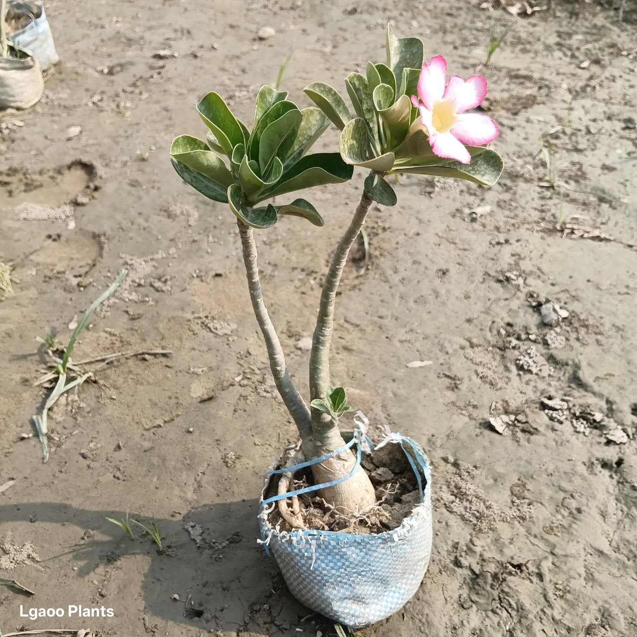 Adenium Plant ( desert rose ) in 4 inch nursery bag