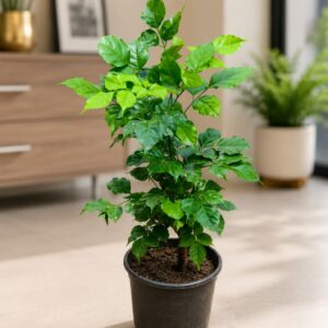 Radermachera Plant (China Doll Plant) 6 inch pot