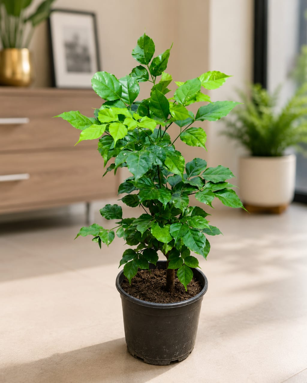 Radermachera Plant (China Doll Plant) 6 inch pot