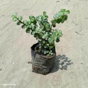 jade plant