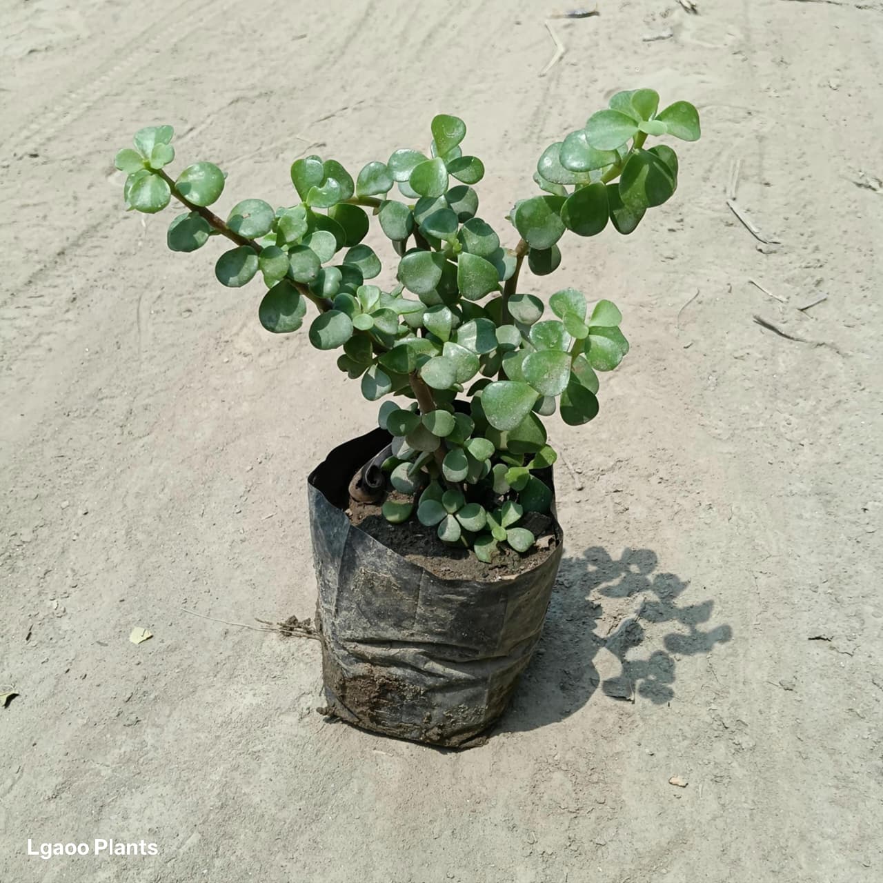 jade plant