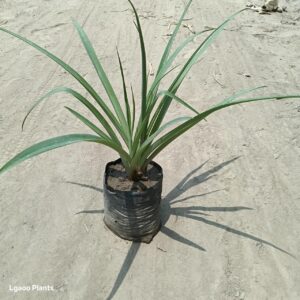 Rajnigandha Plant in 6 inch poly bag