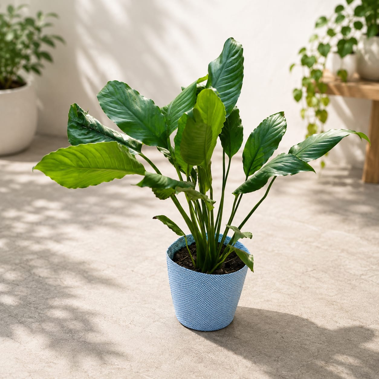 Peace Lily - Indoor Plant In 5 Inch Bag