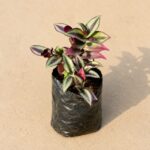 plant img
