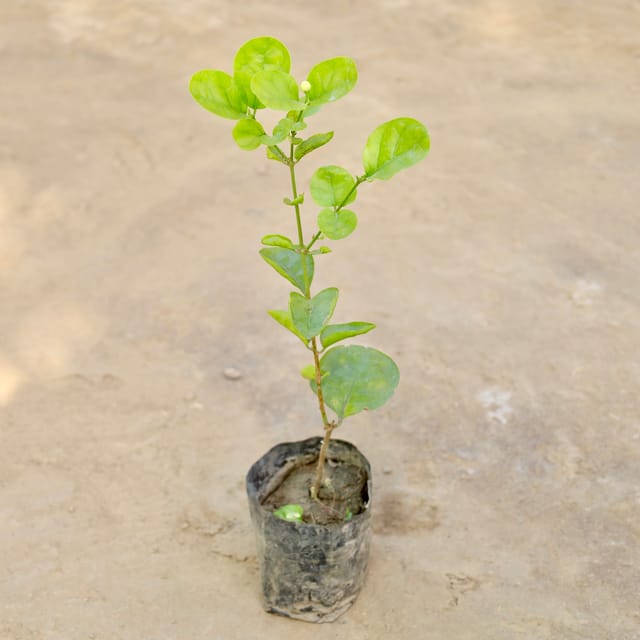 Motiya ( Jasmine )Flower Plant in 5 inch poly bag