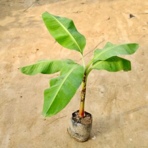 Banana Plant in 8 inch poly bag
