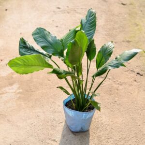 Peace Lily Plant in 8 inch nursery bag