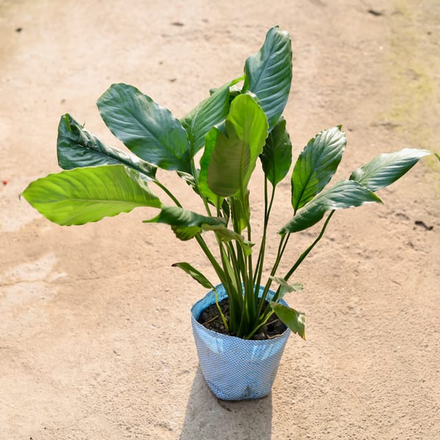 Peace Lily Plant in 8 inch nursery bag