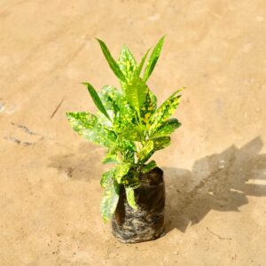 Baby Croton Plant In 5 Inch Poly Bag