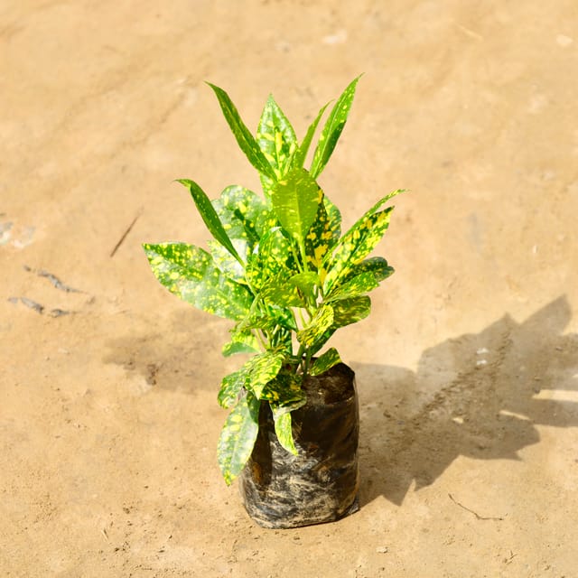 Baby Croton Plant In 5 Inch Poly Bag