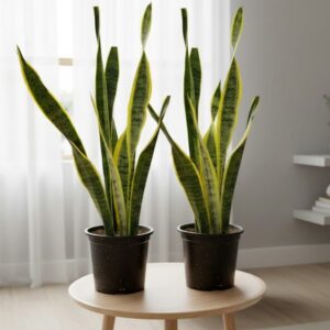 Golden Snake Plant In 6 Inch Pot