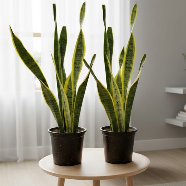 Golden Snake Plant In 6 Inch Pot