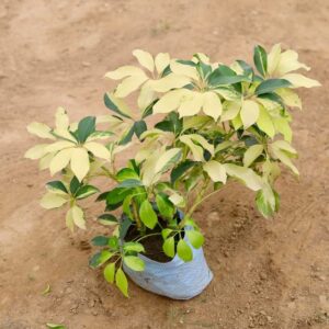 Schefflera Plant ( variegated ) in 5 inch nusery bag