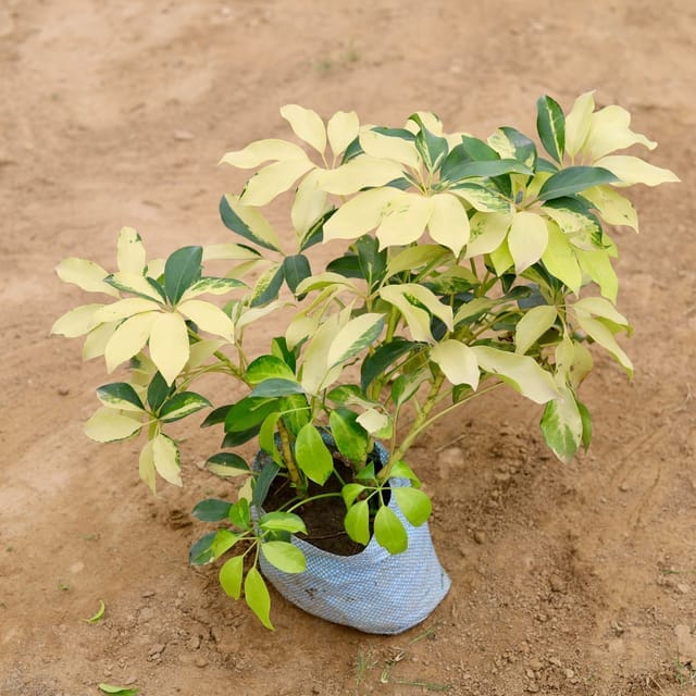 Schefflera Plant ( variegated ) in 5 inch nusery bag